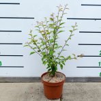 Mandľa trojlaločná (Prunus triloba)  ‘ROSEMUND’ – výška 30-40 cm, kont. C2L 